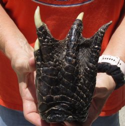 8" Preserved Alligator Foot available for purchase - $20