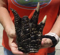 8" Preserved Alligator Foot available for purchase - $20