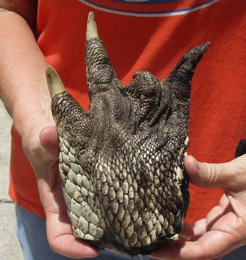 8" Preserved Alligator Foot available for purchase - $20