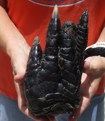 9" Preserved Alligator Foot - $30