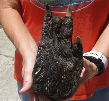 9" Preserved Alligator Foot - $30