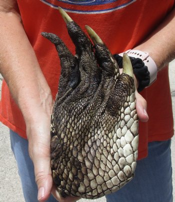 Buy Now this 9" Preserved Alligator Foot - $30