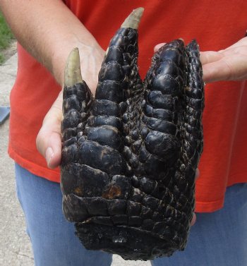 Buy Now this 9-1/2" Preserved Alligator Foot - $30