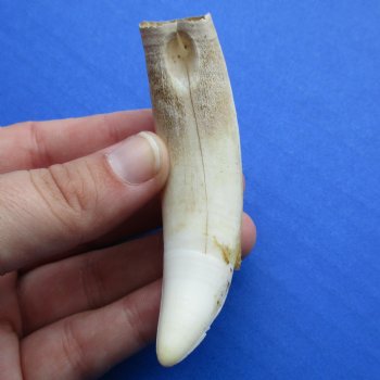 3-1/2" Alligator Tooth - $20