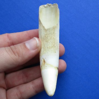 4" Alligator Tooth - $30