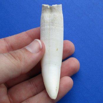 3" Alligator Tooth - $20