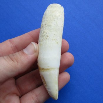 4" Alligator Tooth - $30