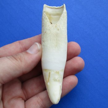 4" Alligator Tooth - $30