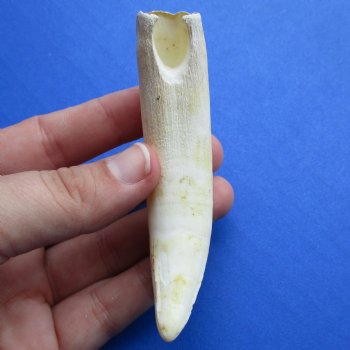 3-7/8" Alligator Tooth - $20