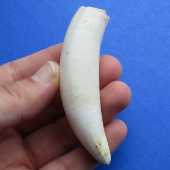 3-1/4" Alligator Tooth - $20