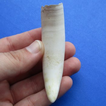 3-1/4" Alligator Tooth - $20