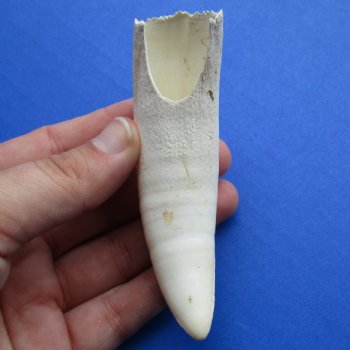 4-1/4" Alligator Tooth - $30