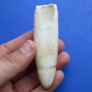 3" Alligator Tooth - $20