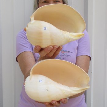 8" Philippine Crowned Baler Melon Shell, 2 pc lot - $17