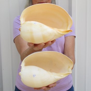 8" Philippine Crowned Baler Melon Shell, 2 pc lot - $17