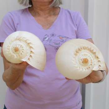 8" Philippine Crowned Baler Melon Shell, 2 pc lot - $17