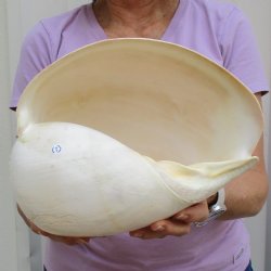 10" Philippine Crowned Baler Melon Shell - $18