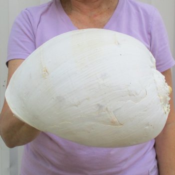 10" Philippine Crowned Baler Melon Shell - $18