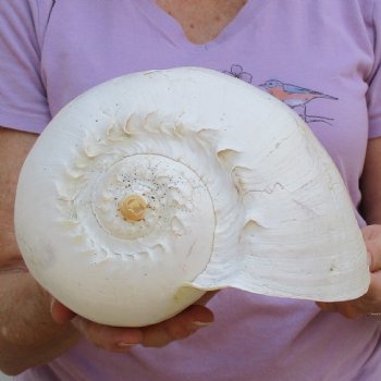 10" Philippine Crowned Baler Melon Shell - $18