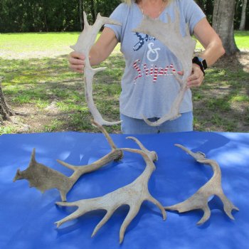 18" to 23" B-Grade Fallow Deer Antlers, 5 pc lot - $80