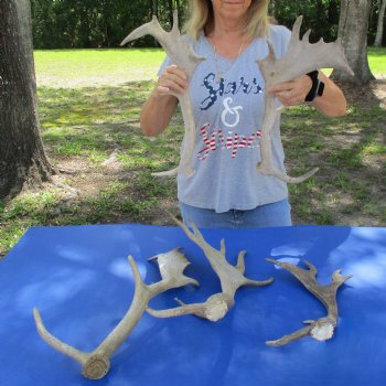 18" to 23" B-Grade Fallow Deer Antlers, 5 pc lot - $80