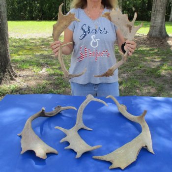 18" to 23" B-Grade Fallow Deer Antlers, 5 pc lot - $80