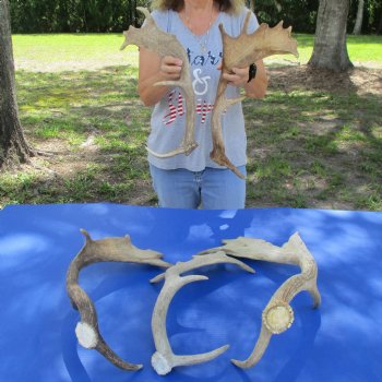 18" to 23" B-Grade Fallow Deer Antlers, 5 pc lot - $80