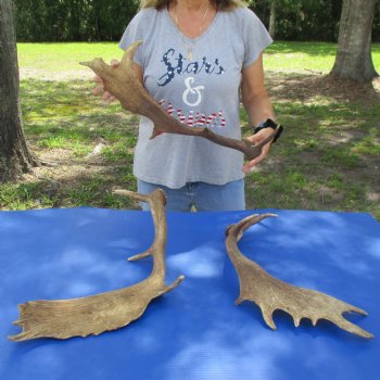 22" to 25" Fallow Deer Antlers, 3 pc lot - $80