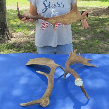 22" to 25" Fallow Deer Antlers, 3 pc lot - $80