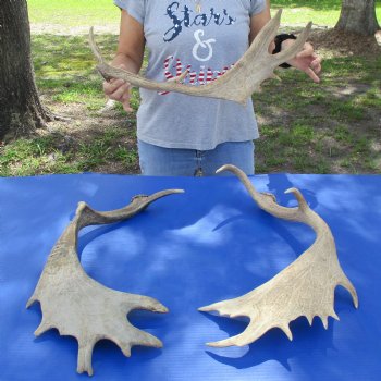 22" to 25" Fallow Deer Antlers, 3 pc lot - $80