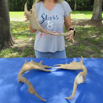 22" to 25" Fallow Deer Antlers, 3 pc lot - $80