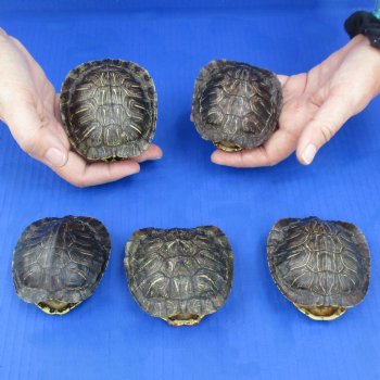 3" to 3-3/4" Red Eared Slider Turtle Shells, 5pc lot - $45