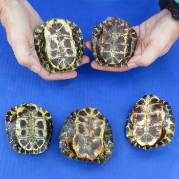 3" to 3-3/4" Red Eared Slider Turtle Shells, 5pc lot - $45