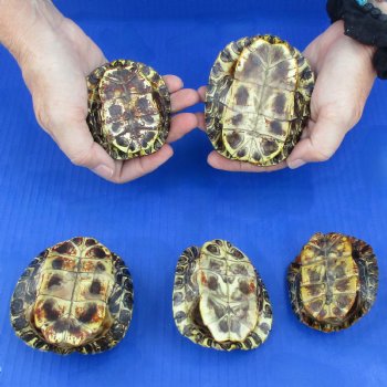 3" to 3-3/4" Red Eared Slider Turtle Shells, 5pc lot - $45