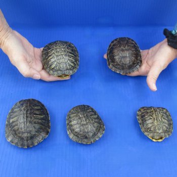 3" to 3-3/4" Red Eared Slider Turtle Shells, 5pc lot - $45