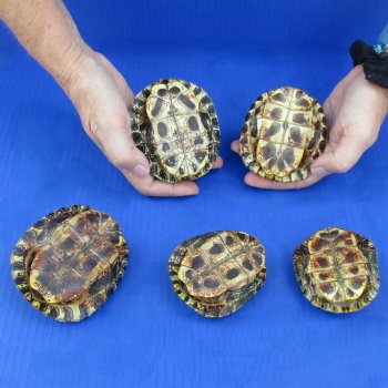 3" to 3-3/4" Red Eared Slider Turtle Shells, 5pc lot - $45