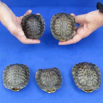 3" to 3-3/4" Red Eared Slider Turtle Shells, 5pc lot - $45