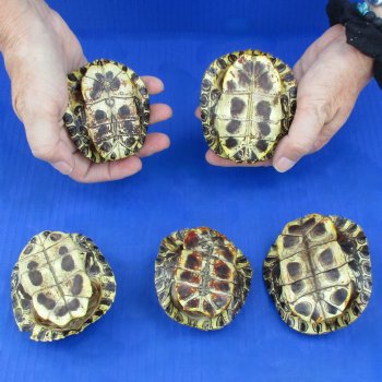 3" to 3-3/4" Red Eared Slider Turtle Shells, 5pc lot - $45