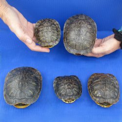 3-1/2" to 5" Red Eared Slider Turtle Shells, 5pc lot - $50