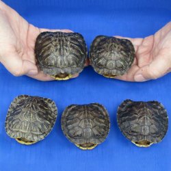 2-1/2" to 3" Red Eared Slider Turtle Shells, 5pc lot - $40