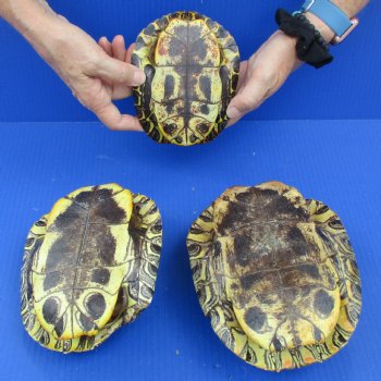 3 piece lot of B-Grade Red-Eared Slider Turtle Shells - $30