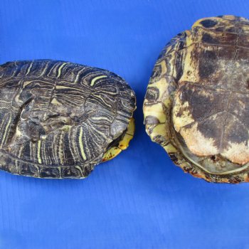 3 piece lot of B-Grade Red-Eared Slider Turtle Shells - $30