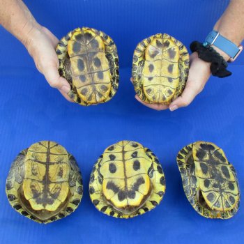 5" to 5-3/4" Red Eared Slider Turtle Shells, 5pc lot - $60