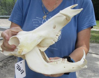 12 inch long African Warthog Skull for sale with 3 inch Ivory tusks, Buy now for - $105