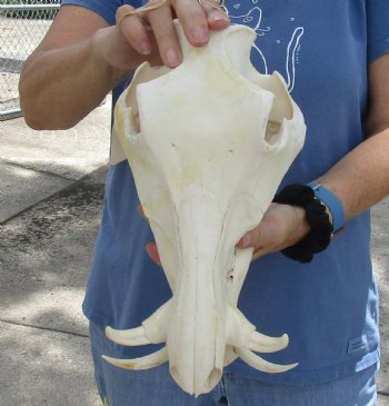 12 inch long African Warthog Skull for sale with 3 inch Ivory tusks, Buy now for - $105