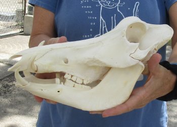 12 inch long African Warthog Skull for sale with 3 inch Ivory tusks, Buy now for - $105