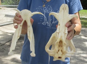 12 inch long African Warthog Skull for sale with 3 inch Ivory tusks, Buy now for - $105