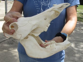 Available for sale this B-Grade 11 inch long African Warthog Skull for sale with 3 inch Ivory tusks - $80