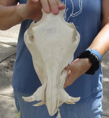 Available for sale this B-Grade 11 inch long African Warthog Skull for sale with 3 inch Ivory tusks - $80