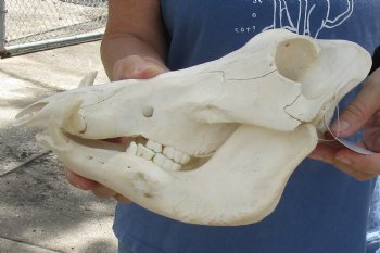 Available for sale this B-Grade 11 inch long African Warthog Skull for sale with 3 inch Ivory tusks - $80